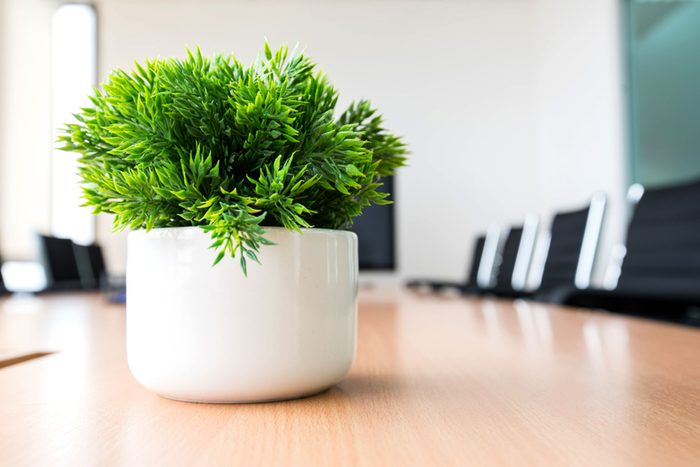 plant