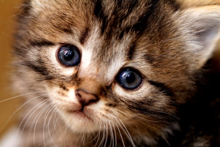 kitten