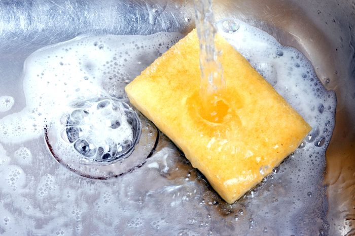 sponge