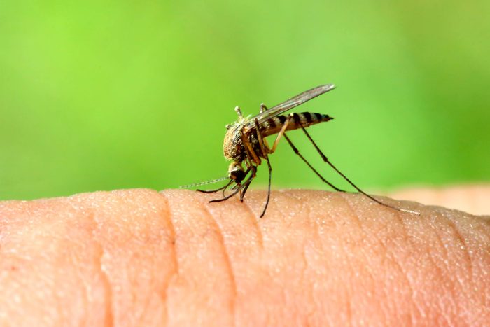 mosquito on skin