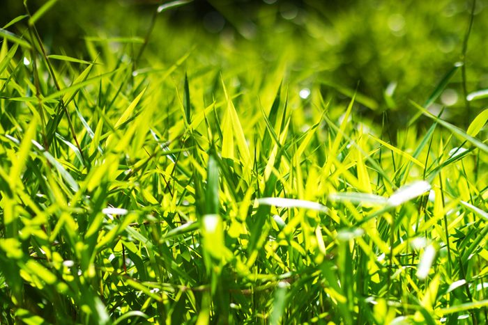 grass