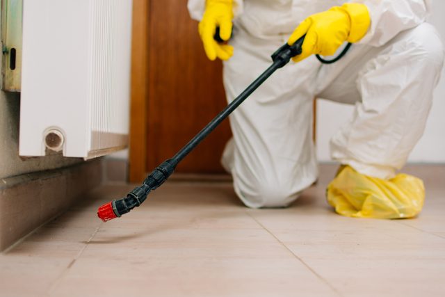 spraying pesticides for bugs in home