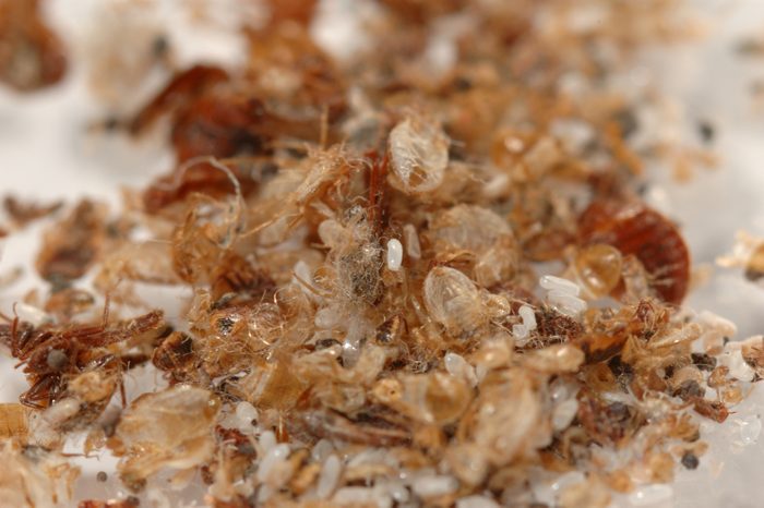 bed bug casings