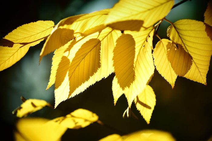 The yellow leaves of yellow birch in autumn in the backlight / Autumn leaves yellow birch