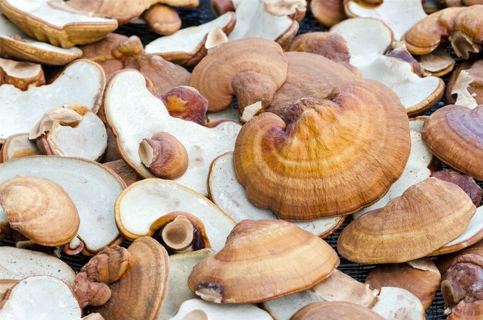 Lingzhi mushrooms Ganoderma Lucidum,the product of mushroom farm from Thailand