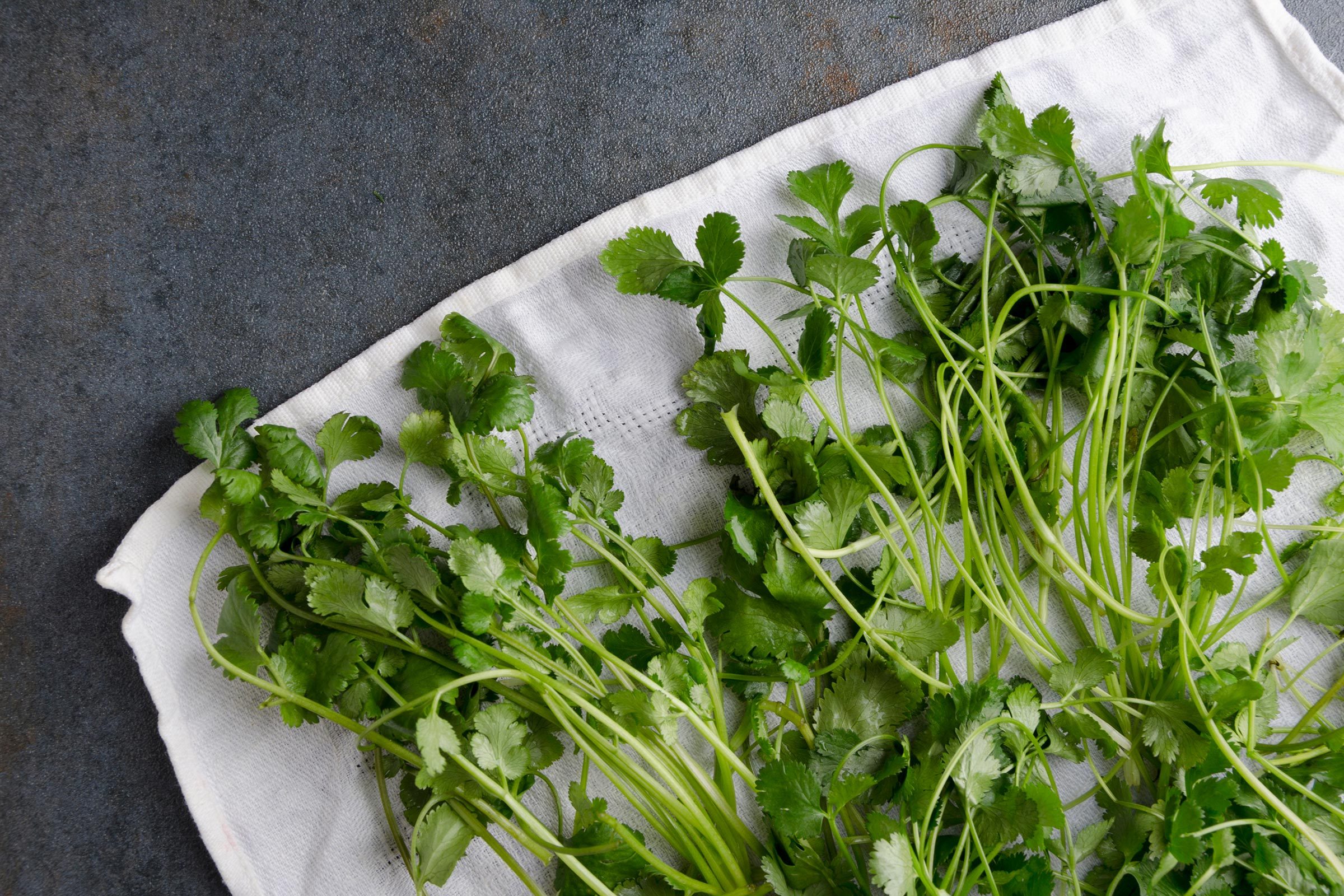 cilantro