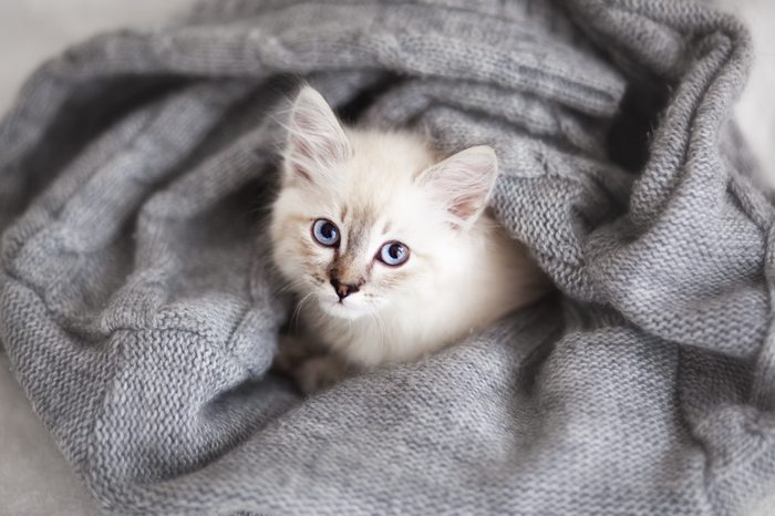 Siberian Neva Masquerade kitten lying on a soft bad