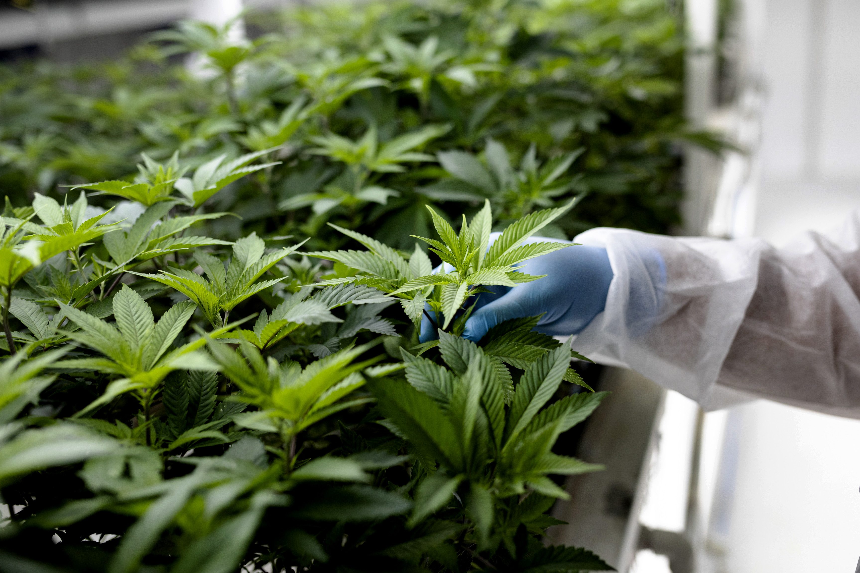 close up of a technician inspecting the leaves of cannabis plants