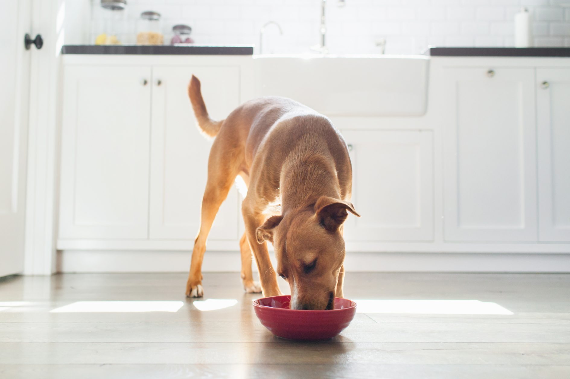 Front view of tan coloured dog in kitchen eating from red bowl