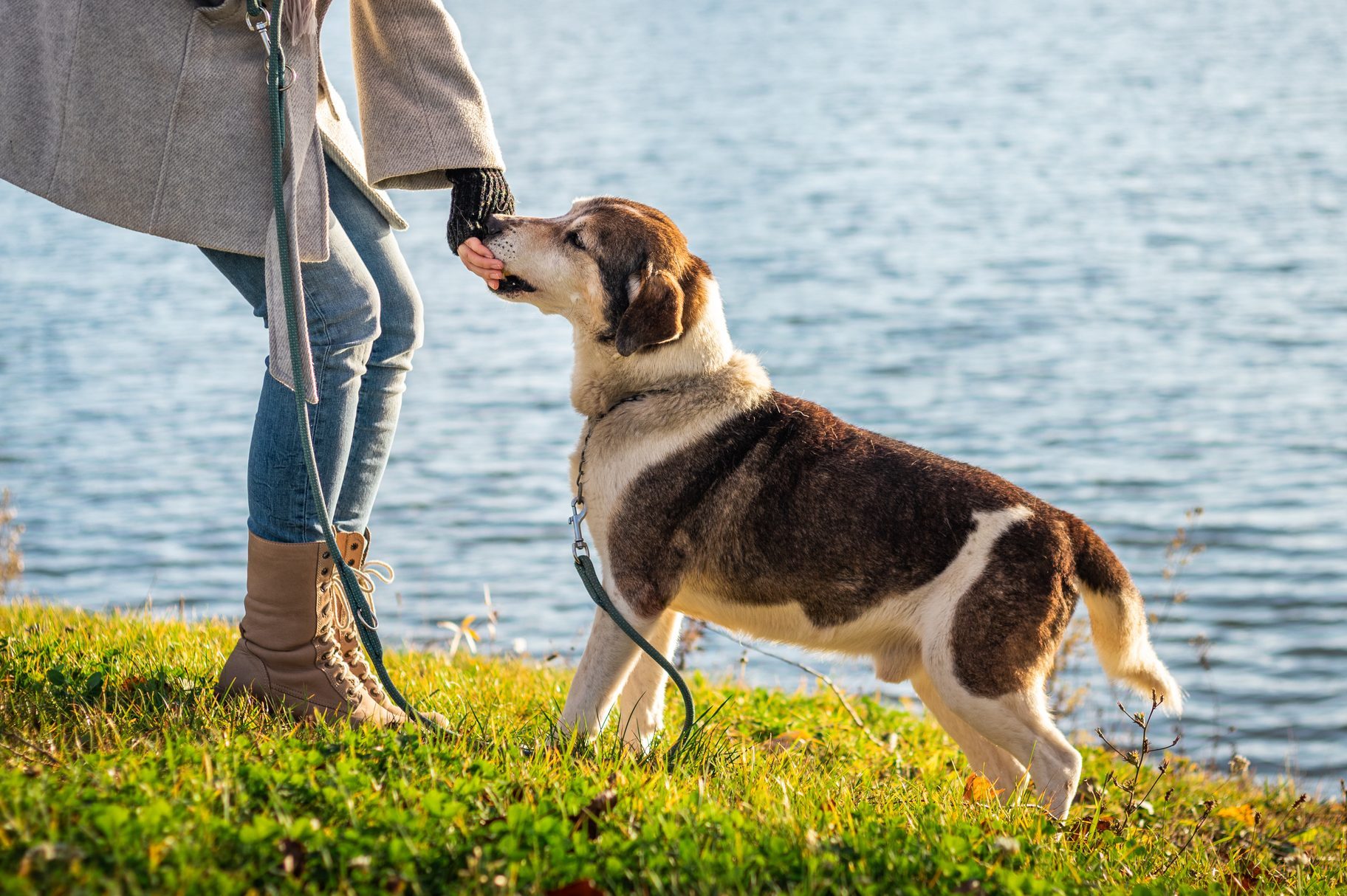 Pet owner feeding her dog outdoors next to lake.