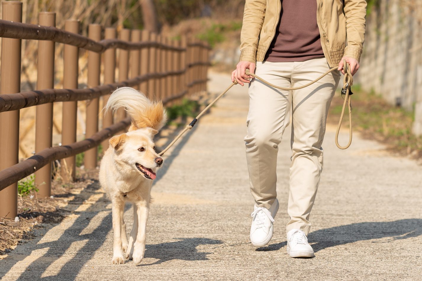Pet Dogs on a Walk