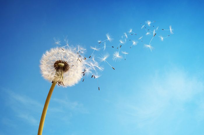 Dandelion clock dispersing seed