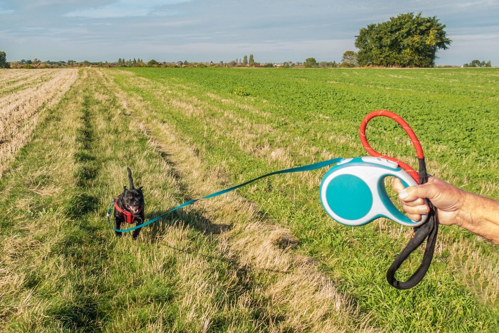 Retractable, extendable leash and dog.